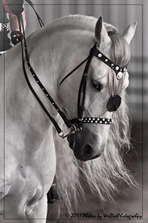 Association of the Foundation Andalusian Horse