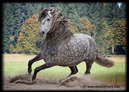 Association of the foundation Andalusian