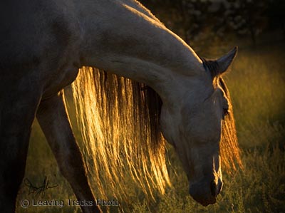 Association of the Foundation Andalusian Horse
