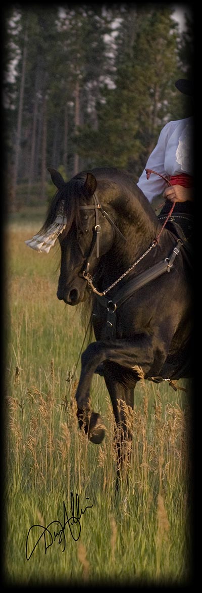 Association of the Foundation Andalusian Horse